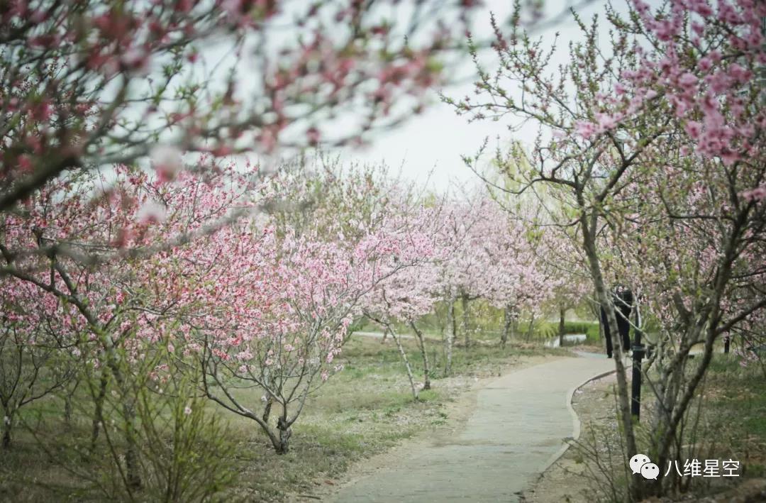 八维最美春花季，学子奋斗灿烂时